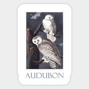 Snowy Owl by John James Audubon Sticker